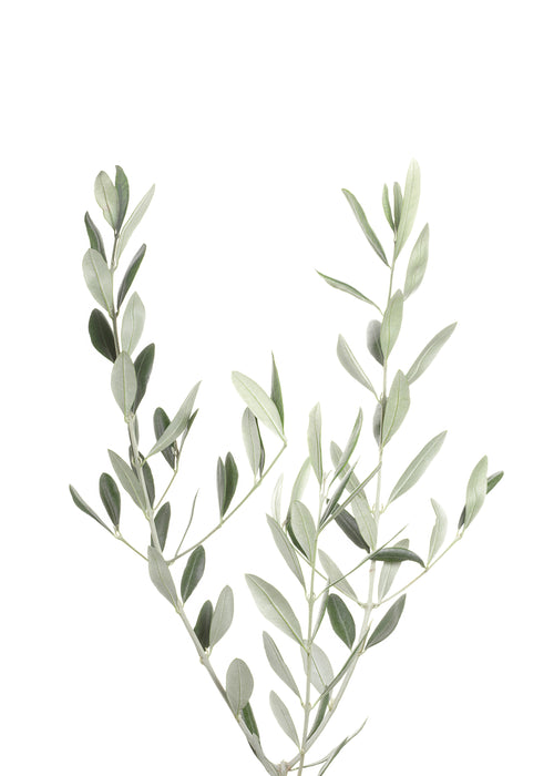 Olive Branch - Unframed art print