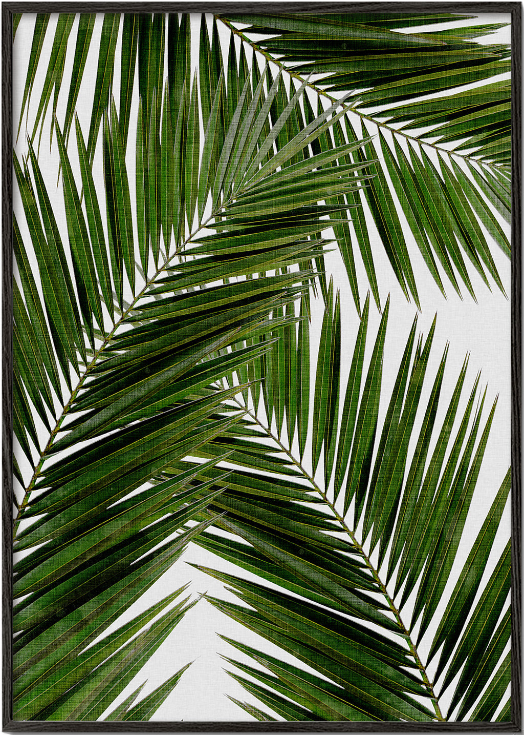 Palm Leaf III
