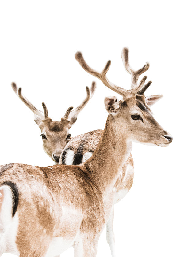 Deer II 2