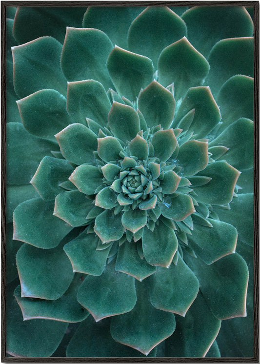 Green Succulent 2