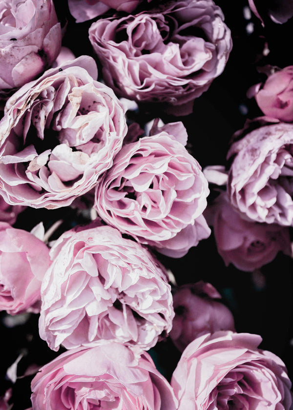 Pink Flowers III 2