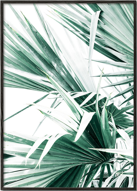 Palm Leaves
