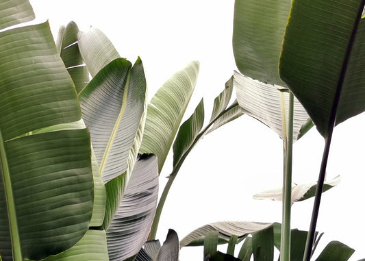 Travellers Palm Leaves 01