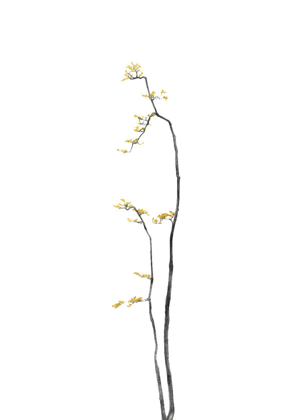 Bonsai Tree 01