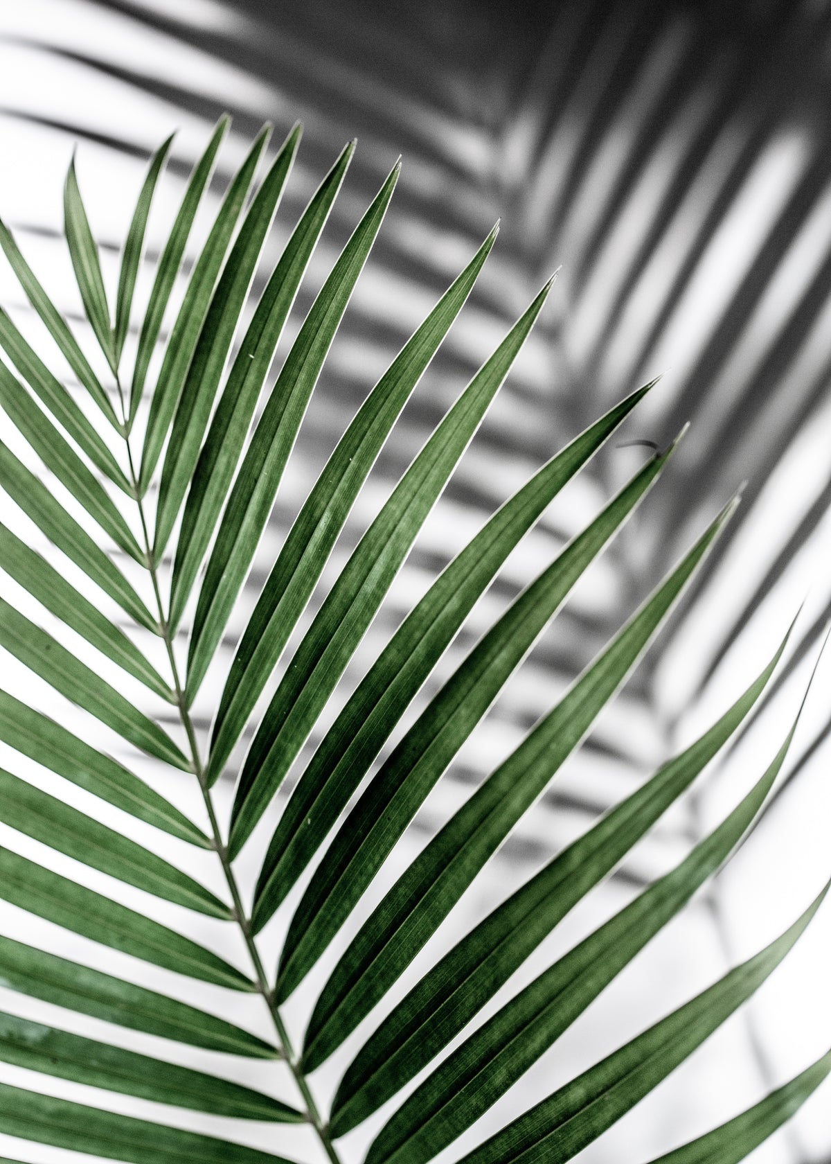 Summer shadows 3 - Unframed art print