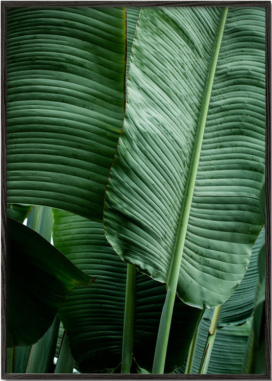 Leaves 14