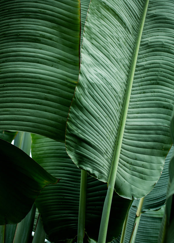 Leaves 14