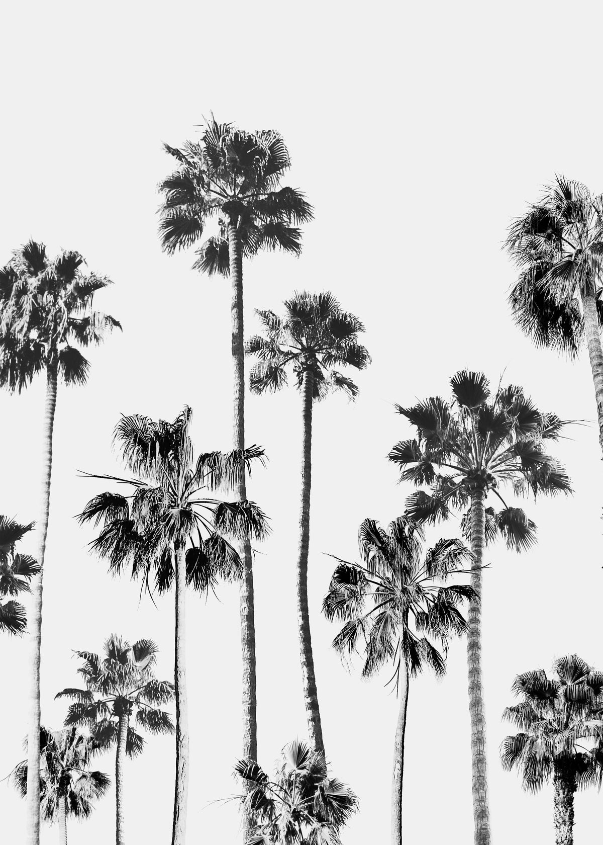 Black And White Palms 3 - Unframed art print