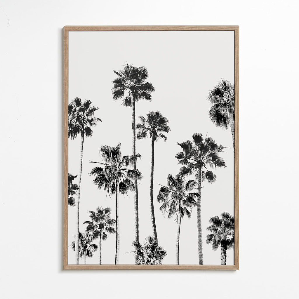 Black And White Palms 3