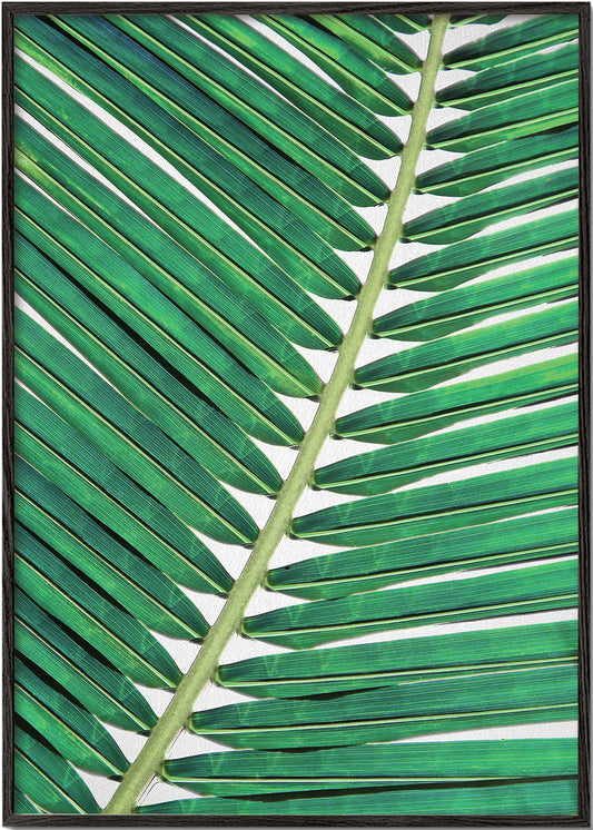 Palm Leaf 2