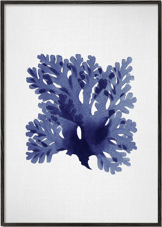 Seaweed 1