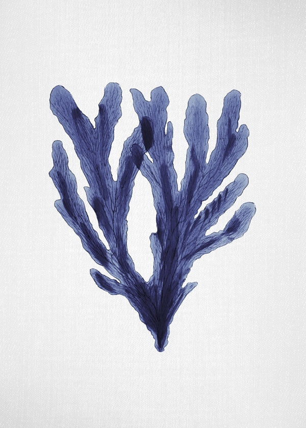 Seaweed 6