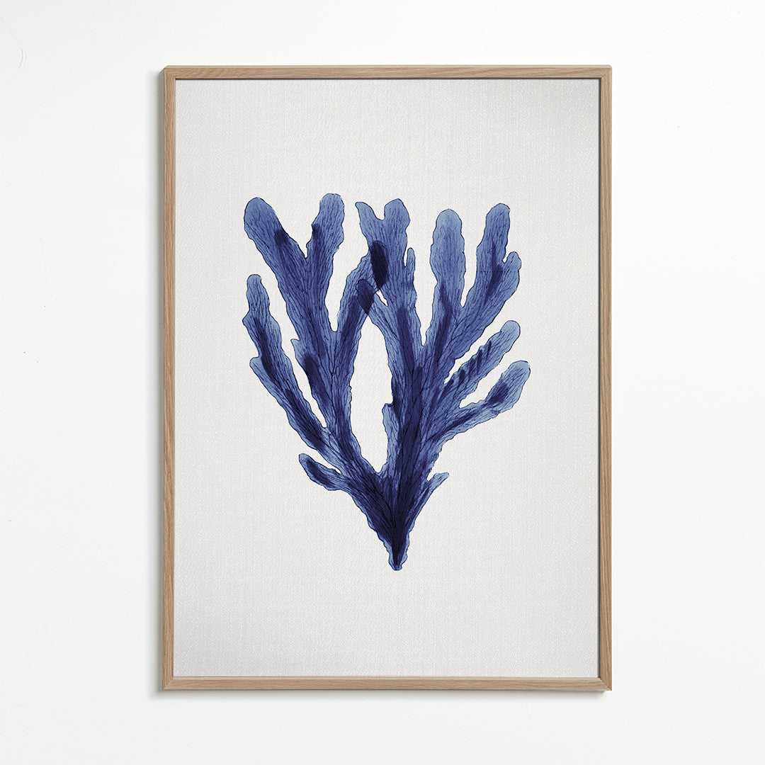 Seaweed 6