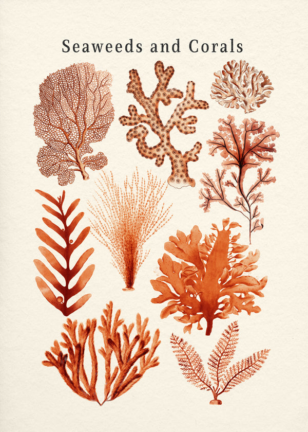 Seaweed & Corals Collection