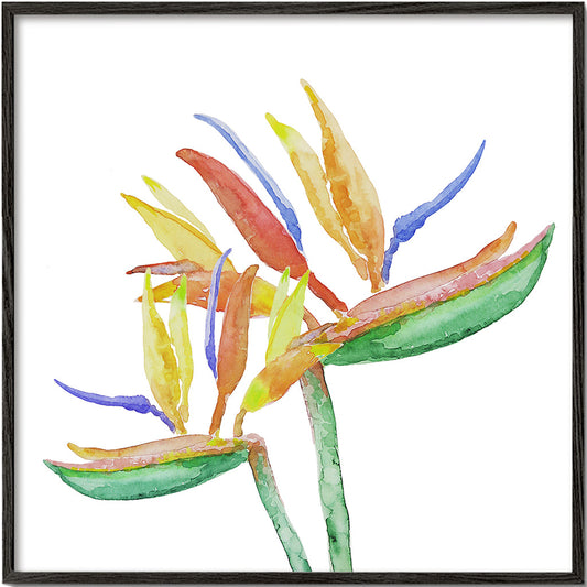 Strelitzia Blossoms III