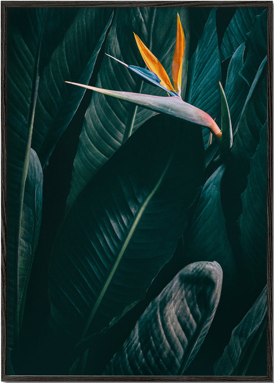 Bird of paradise