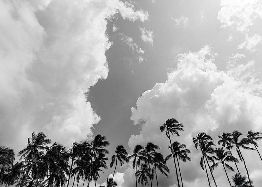 Cuadro de paisaje: palmeras en blanco y negro