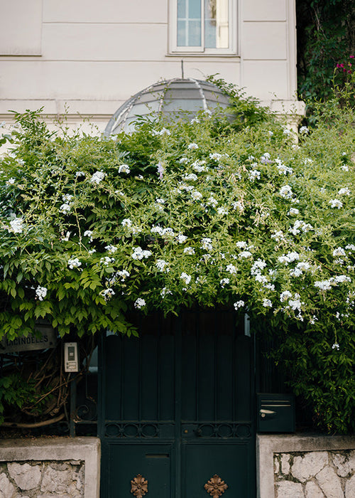 Botanical print with trailing white vine