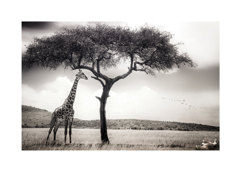 under the African sun - Piet Flour