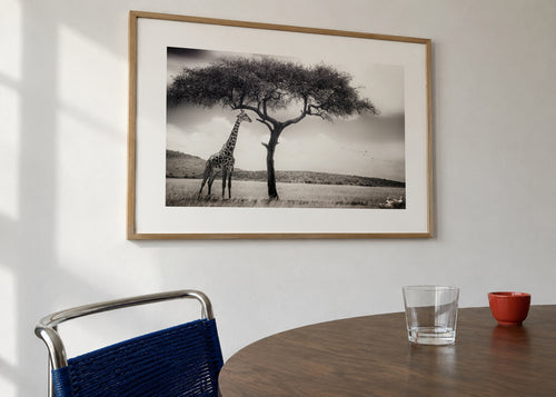 under the African sun - Framed poster in an interior