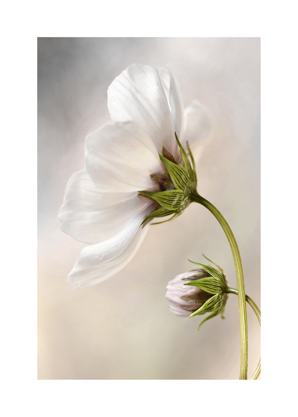 Heavenly Cosmos - Mandy Disher