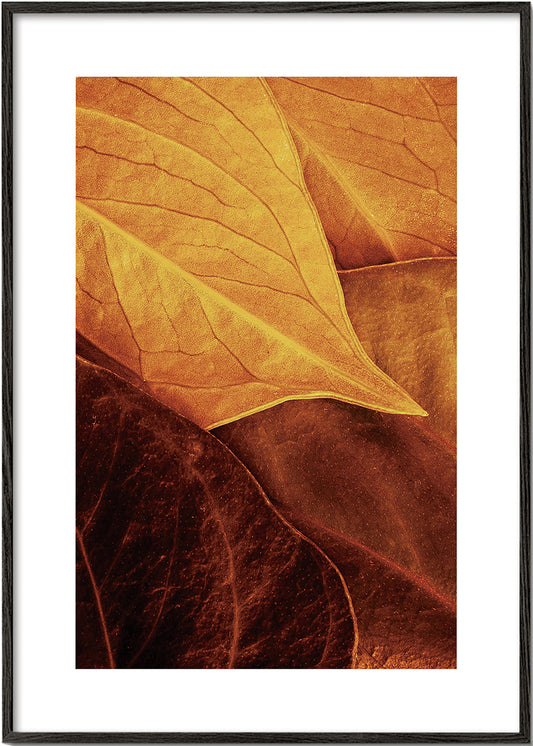 Leaves - Luiz Laercio