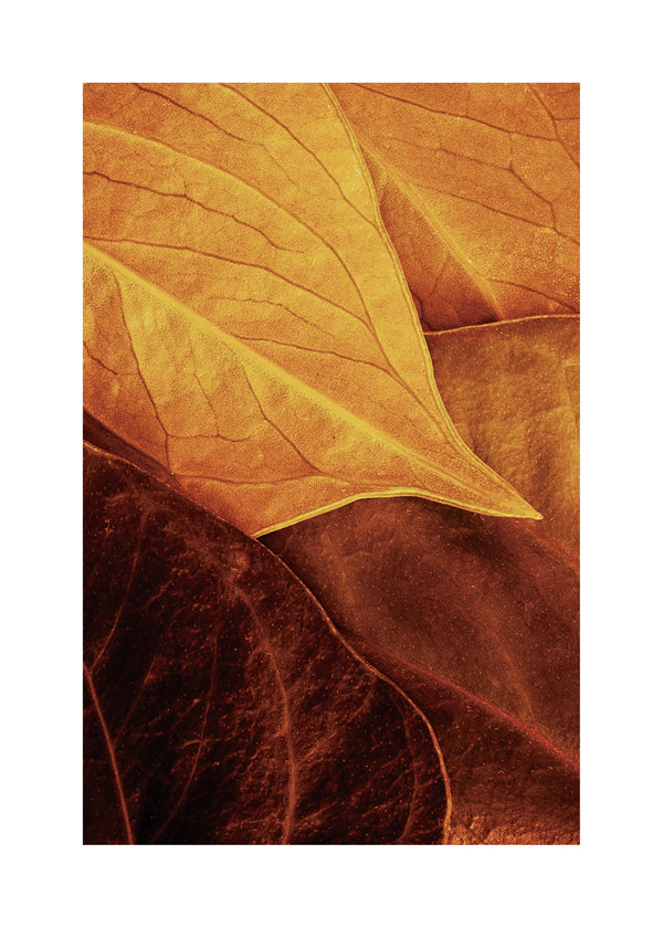 Leaves - Luiz Laercio