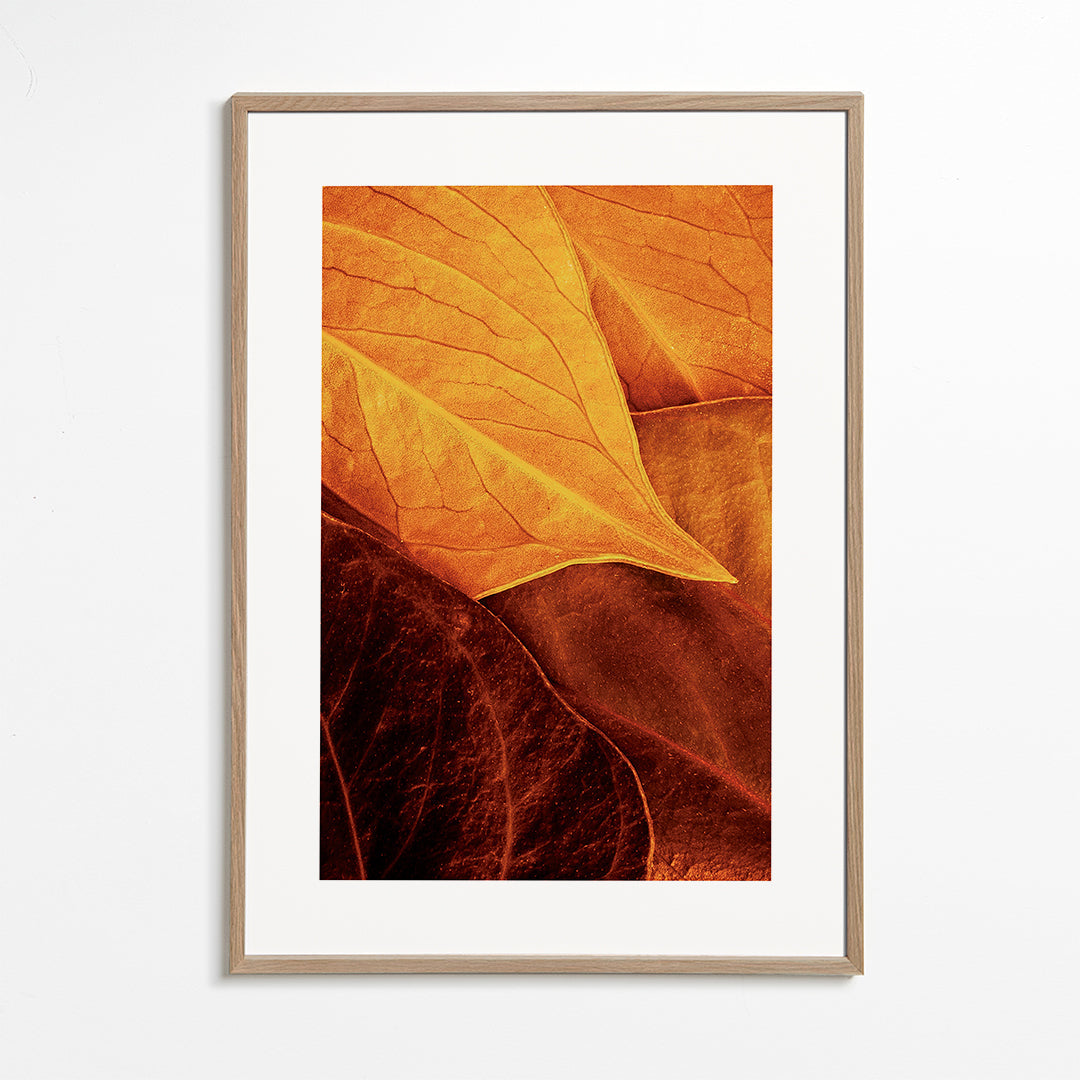 Leaves - Luiz Laercio