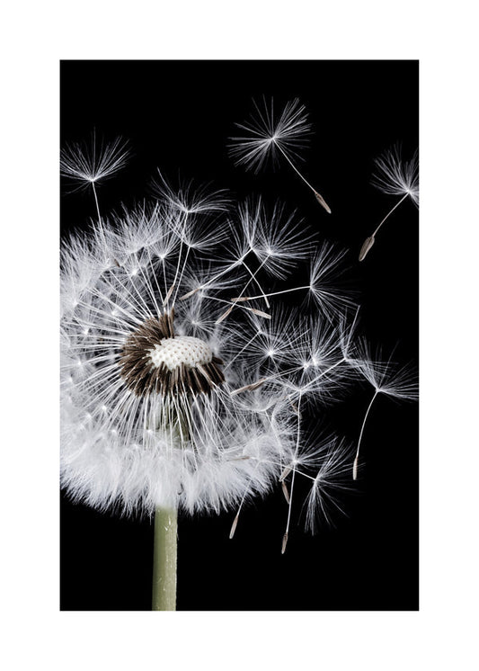 Dandelion Blowing - Bess Hamiti