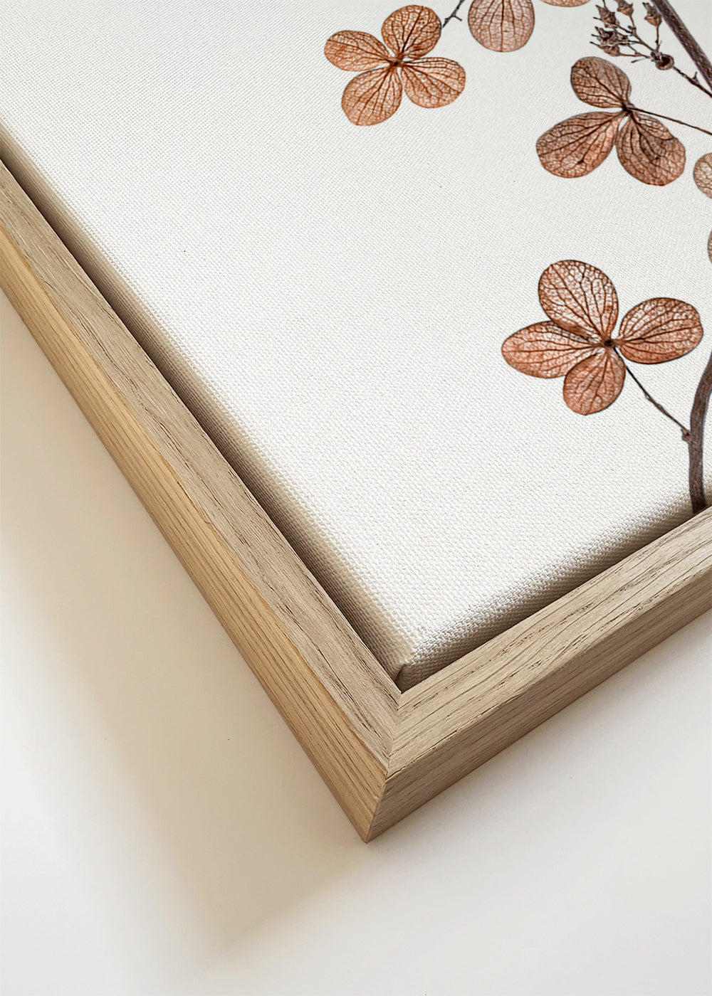 Hydrangea Paniculata - Mandy Disher