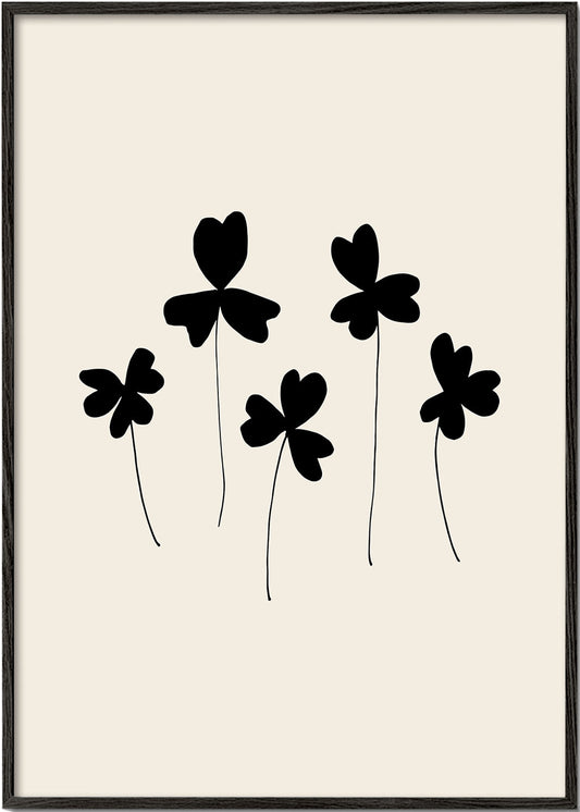 Black Sorrel - 1x Studio