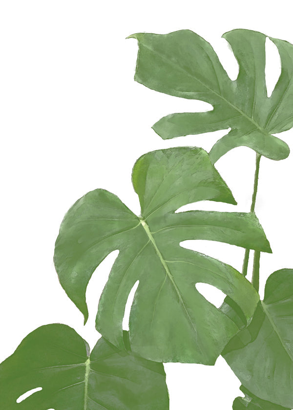 Monstera Green 03 - 1x Studio II