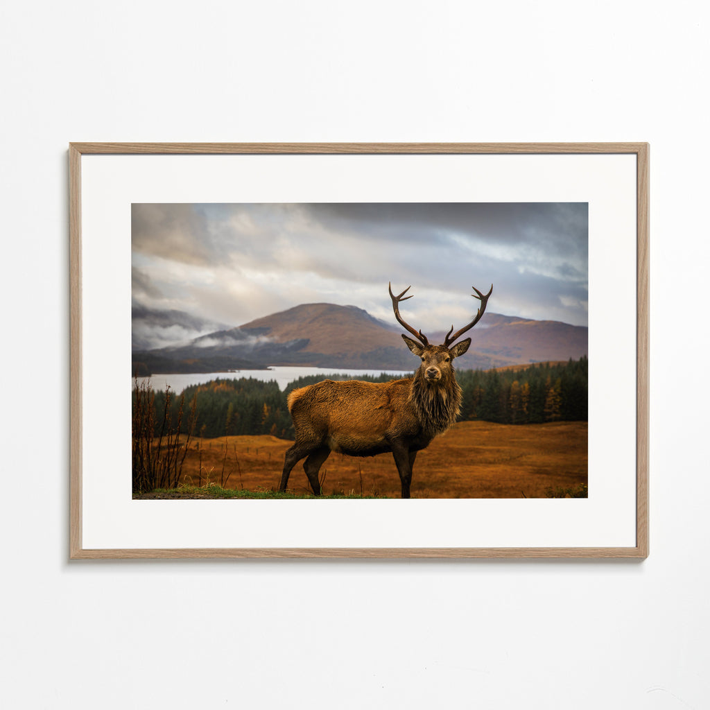 Scottish Stag - Adrian Popan