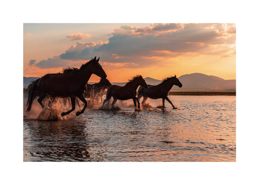 WATER HORSES - BARKAN TEKDOGAN