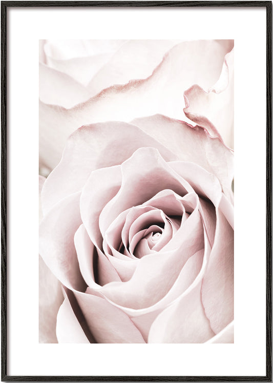 Pink Rose No 05