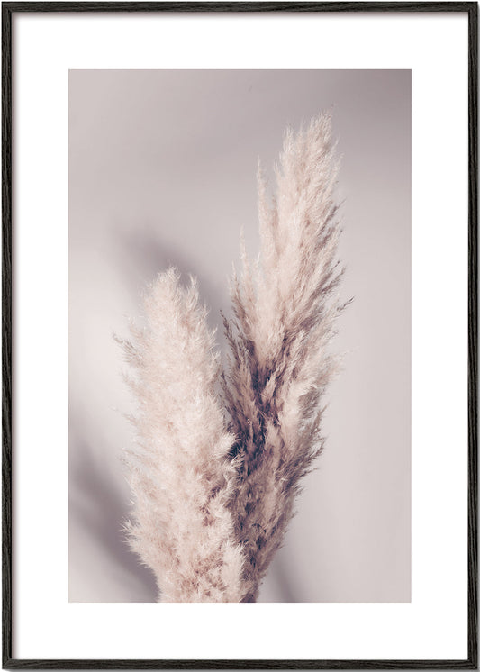 Pampas Grass