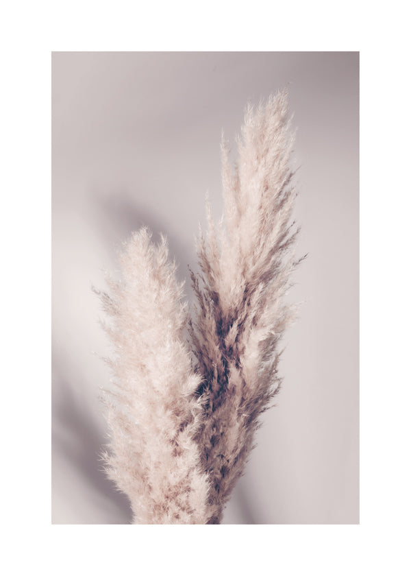 Pampas Grass