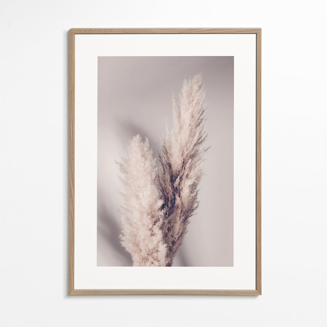 Pampas Grass