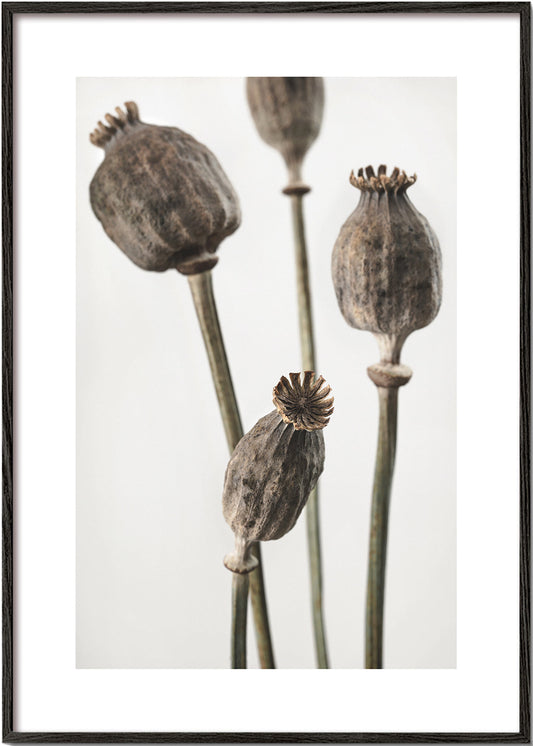 Dried II
