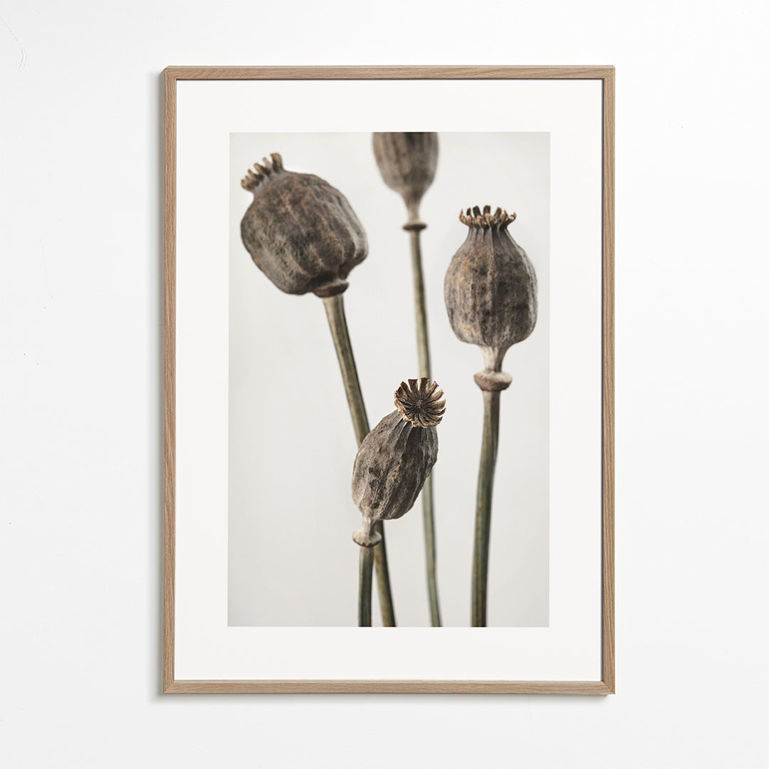 Dried II
