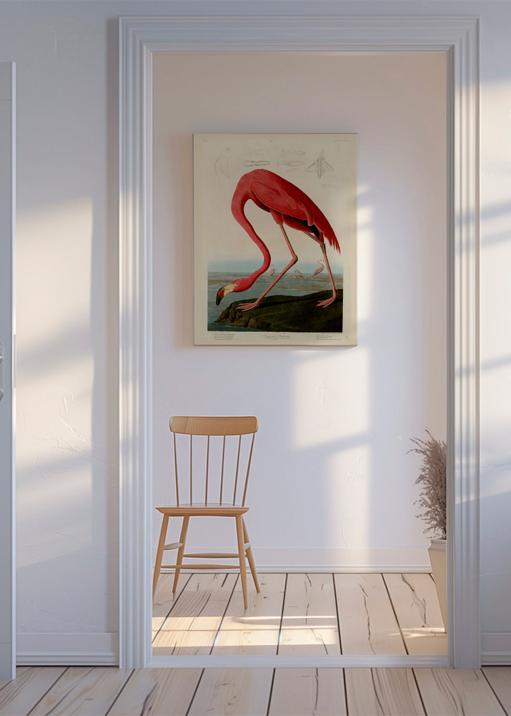 Audubon American Flamingo - The Birds of America