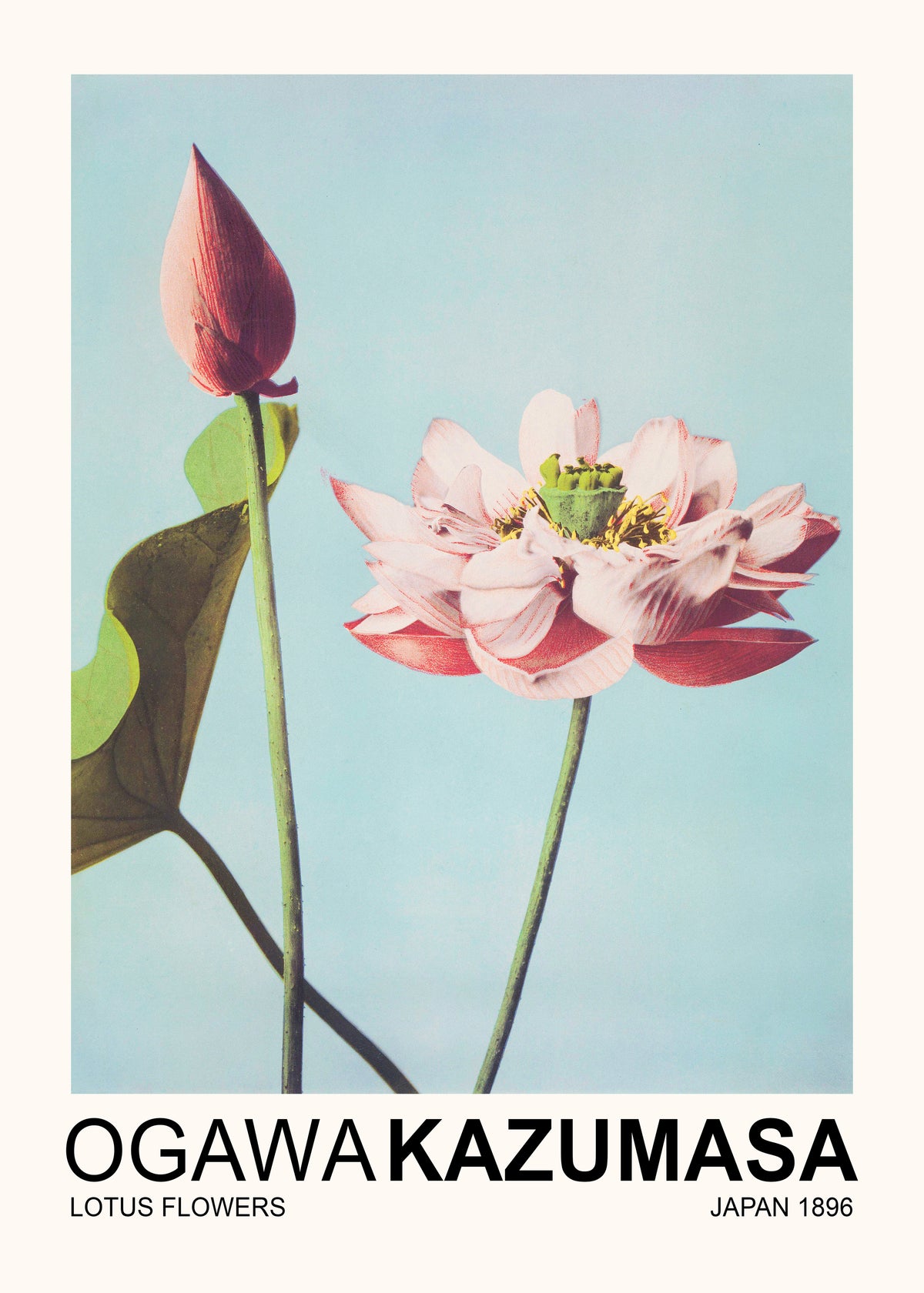 Lotus Flowers (Special Edition) - Ogawa Kazumasa - Unframed art print