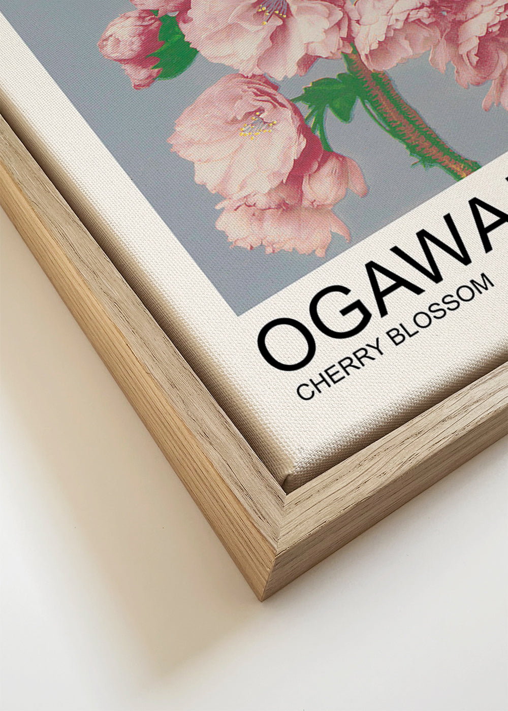 Cherry Blossom (Special Edition) - Ogawa Kazumasa