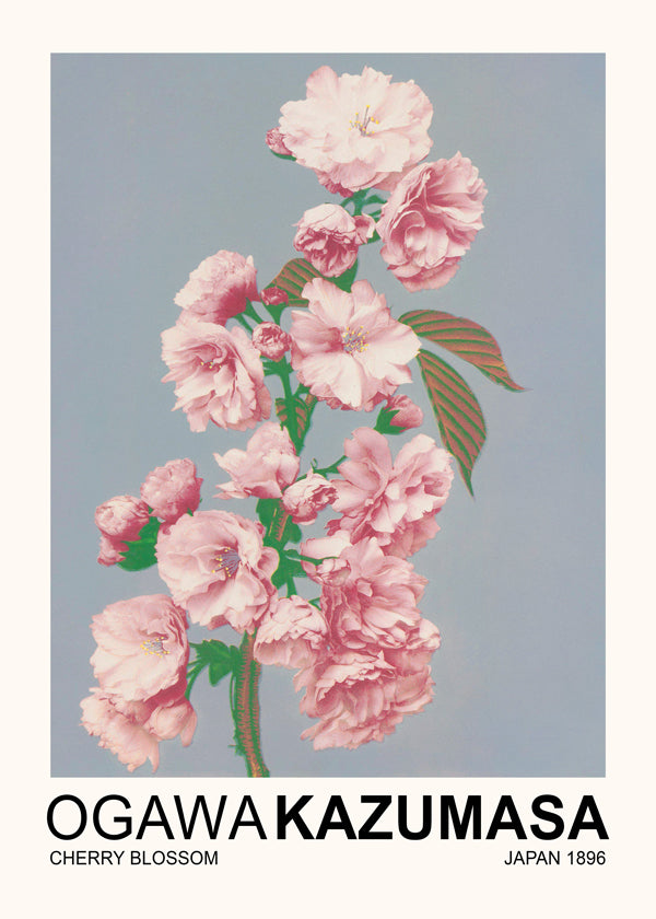 Cherry Blossom (Special Edition) - Ogawa Kazumasa