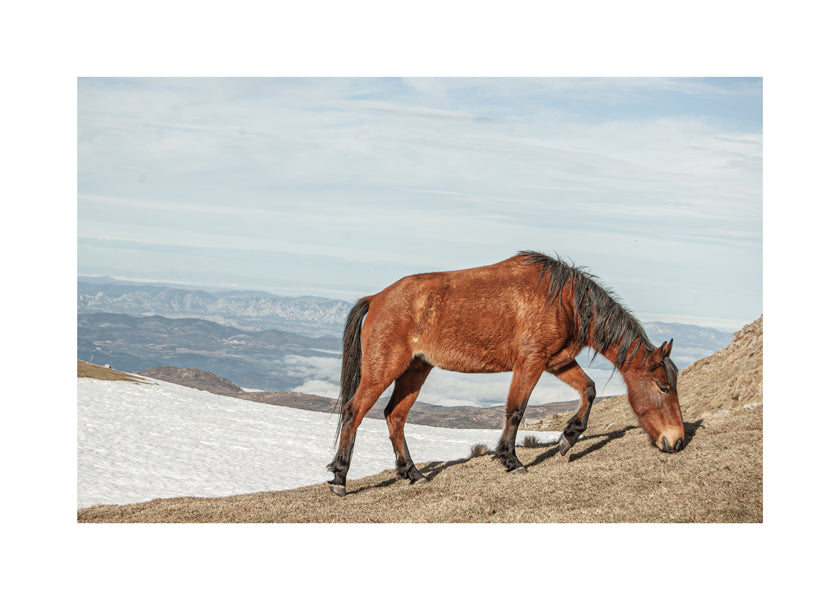 Wild Horses V