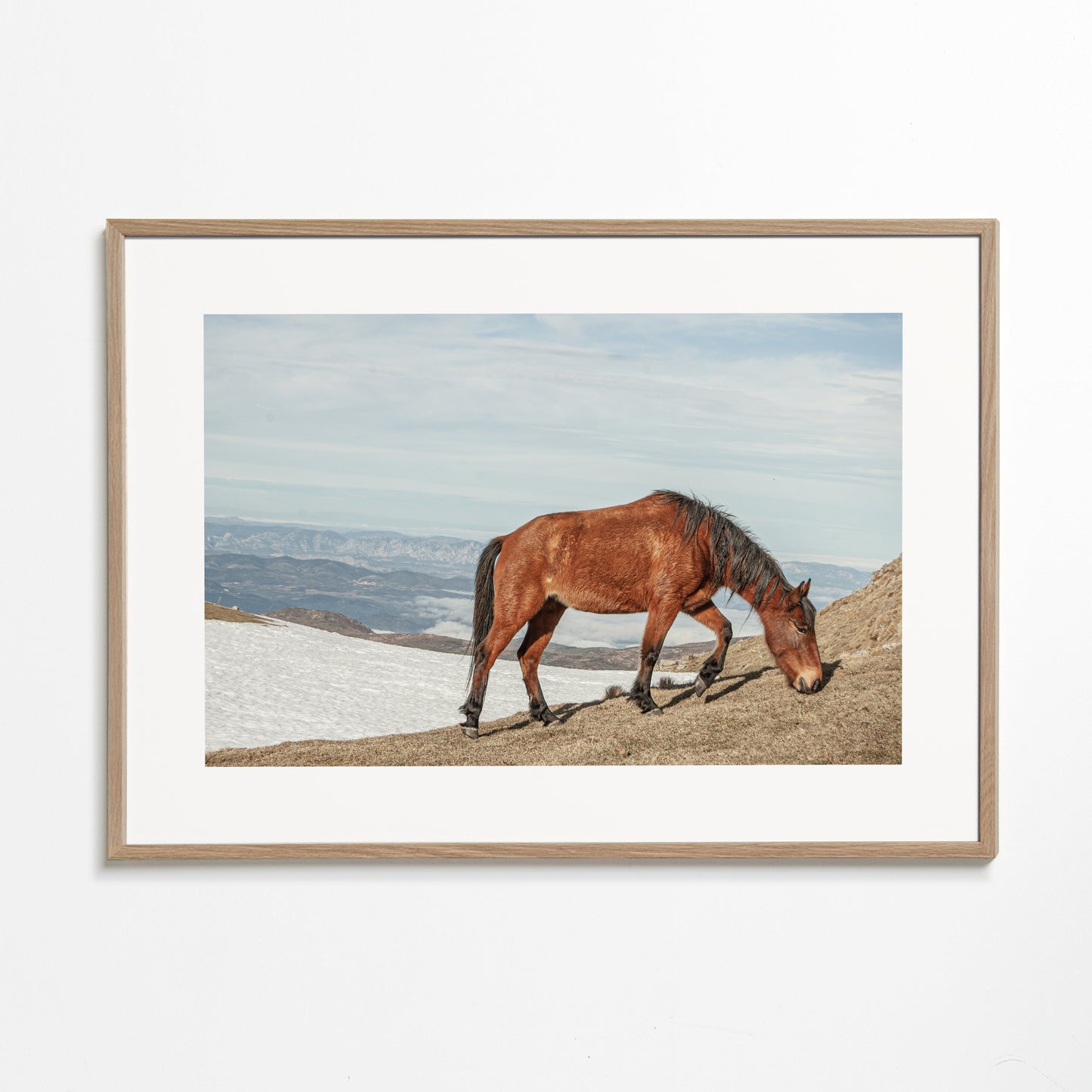 Wild Horses V