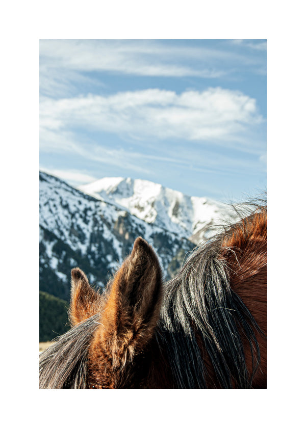 Wild Horses VII