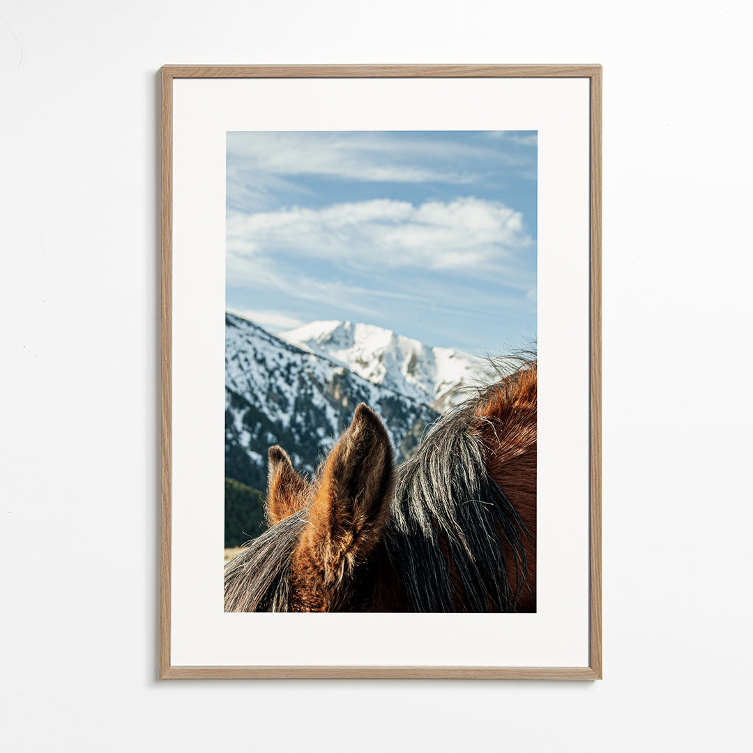 Wild Horses VII