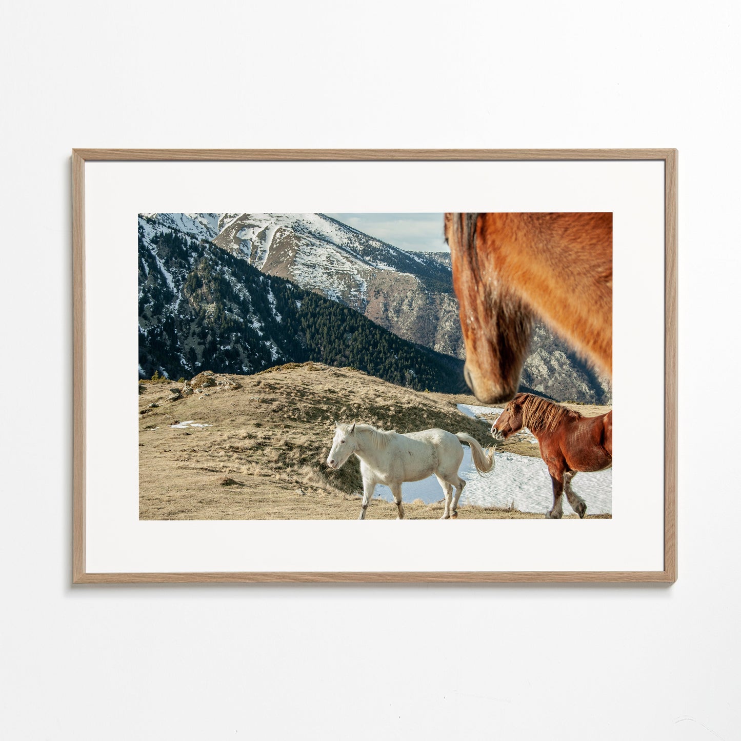 Wild Horses IX