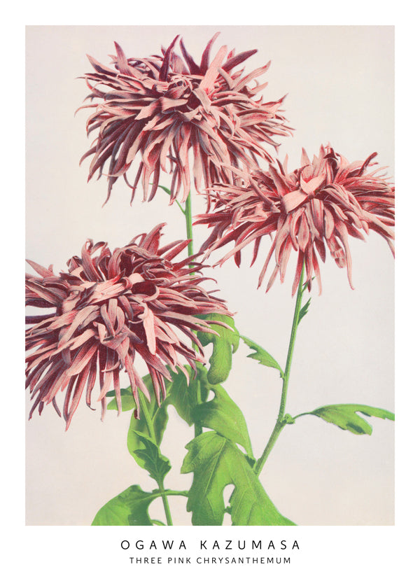 Ogawa Kazumasa THREE PINK CHRYSANTHEMUM